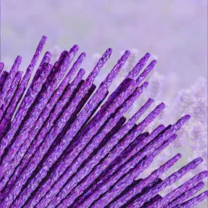 Handcrafted lavender petal incense sticks, hand-embedded with real lavender petals, traditional Chinese herbal aromatic incense for relaxation, sleep, meditation and stress relief, premium natural floral aromatherapy wellness product set against a lavender field background
